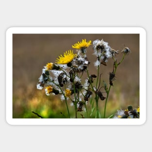 Dandelion  life cycle Sticker